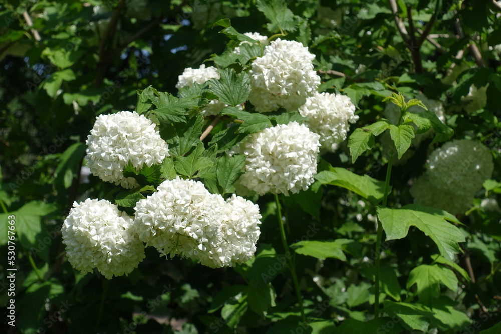 Foliage and round white inflorescences of Viburnum opulus roseum in mid May Foliage and round white inflorescences of Viburnum opulus roseum in mid May