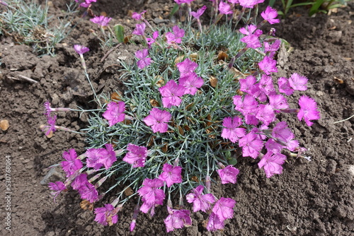 Photos Many pink flowers of Dianthus gratianopolitanus La Bourboule in mid May