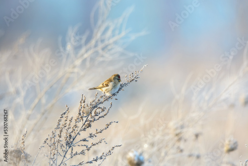 A closeup of a Common redpoll in countryside in winter photo