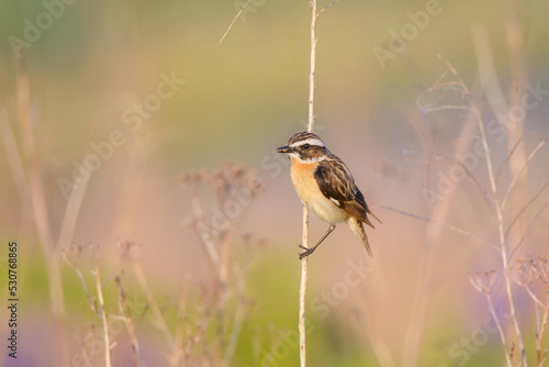 A closeup of a Whinchat © Marek
