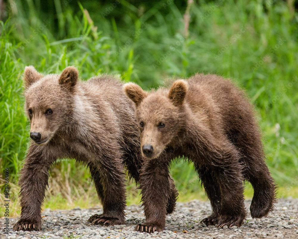 Two Alaska Peninsula brown bear (Ursus arctos horribilis) cubs are going along the path next to each other. USA. Alaska. Katmai National Park.