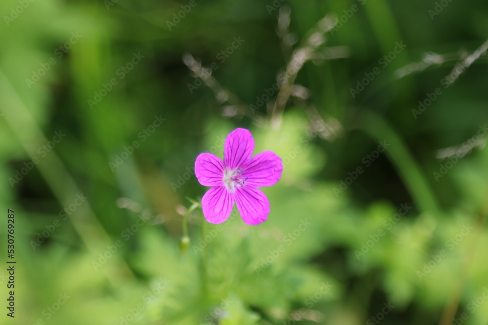 butterfly on a flower