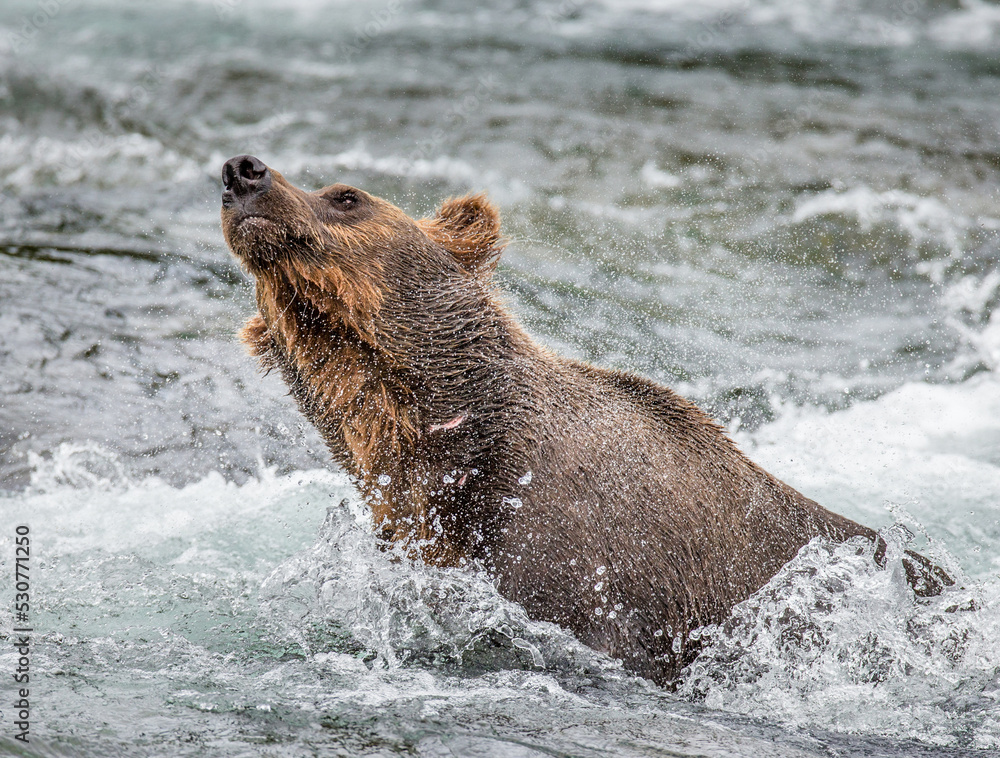Fototapeta premium Alaska Peninsula brown bear (Ursus arctos horribilis) is shaking off water surrounded by splashes. USA. Alaska. Katmai National Park.