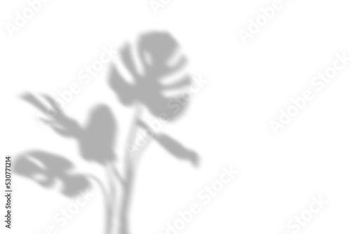 PALM SHADOWS | HOJAS DE PALMERA