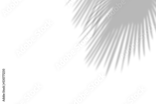 PALM SHADOWS | HOJAS DE PALMERA