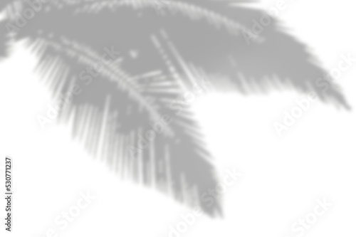 PALM SHADOWS | HOJAS DE PALMERA