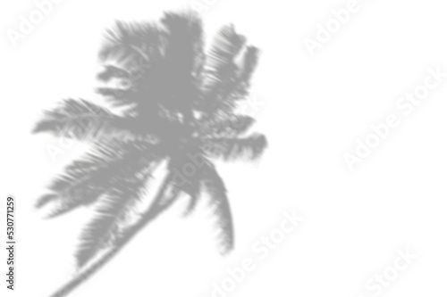 PALM SHADOWS | HOJAS DE PALMERA