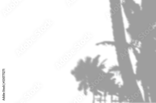 PALM SHADOWS | HOJAS DE PALMERA
