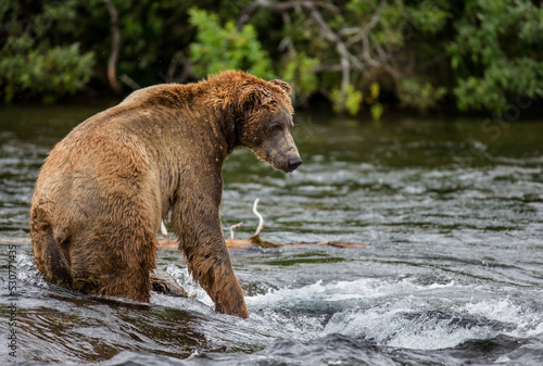 Wallpaper Mural Alaska Peninsula brown bear (Ursus arctos horribilis) is catching salmon in the river. USA. Alaska. Katmai National Park. Torontodigital.ca