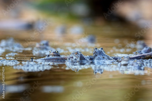 Moor frogs in the water