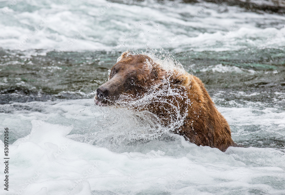 Alaska Peninsula brown bear (Ursus arctos horribilis) is shaking off water surrounded by splashes. USA. Alaska. Katmai National Park. Alaska Peninsula brown bear (Ursus arctos horribilis) is shaking off water surrounded by splashes. USA. Alaska. Katmai National Park.