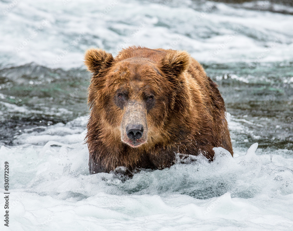 Alaska Peninsula brown bear (Ursus arctos horribilis) is standing in the river. USA. Alaska. Katmai National Park. Alaska Peninsula brown bear (Ursus arctos horribilis) is standing in the river. USA. Alaska. Katmai National Park.
