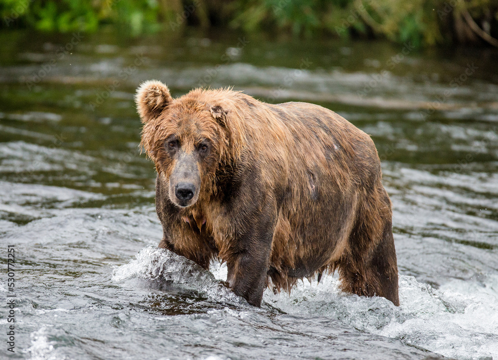 Alaska Peninsula brown bear (Ursus arctos horribilis) is standing in the river. USA. Alaska. Katmai National Park.