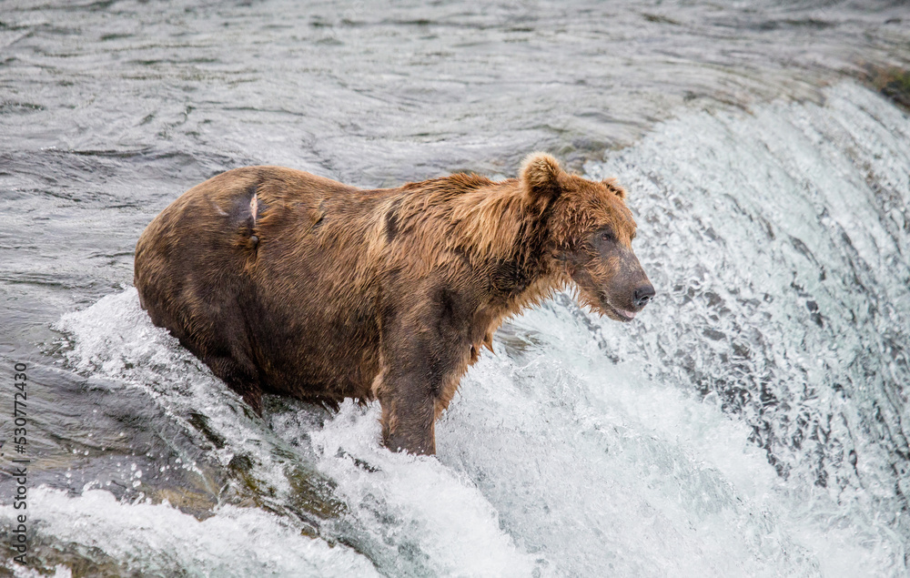 Alaska Peninsula brown bear (Ursus arctos horribilis) is catching salmon in the river. USA. Alaska. Katmai National Park. Alaska Peninsula brown bear (Ursus arctos horribilis) is catching salmon in the river. USA. Alaska. Katmai National Park.