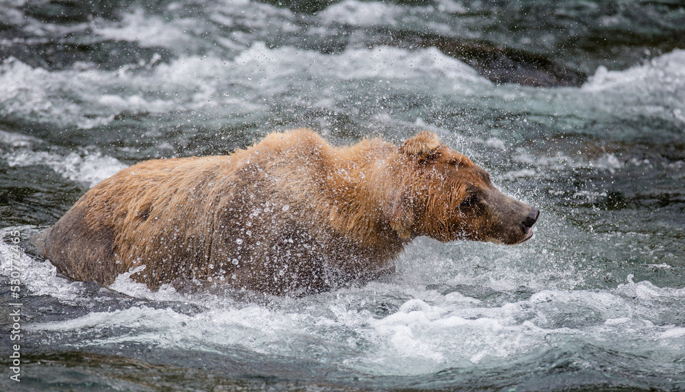 Alaska Peninsula brown bear (Ursus arctos horribilis) is shaking off water surrounded by splashes. USA. Alaska. Katmai National Park. Alaska Peninsula brown bear (Ursus arctos horribilis) is shaking off water surrounded by splashes. USA. Alaska. Katmai National Park.
