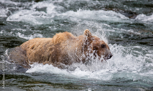 Alaska Peninsula brown bear (Ursus arctos horribilis) is shaking off water surrounded by splashes. USA. Alaska. Katmai National Park.