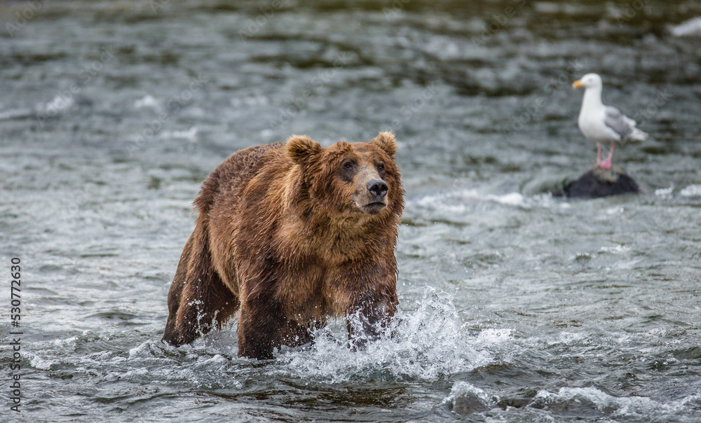 Alaska Peninsula brown bear (Ursus arctos horribilis) is standing in the river. USA. Alaska. Katmai National Park. Alaska Peninsula brown bear (Ursus arctos horribilis) is standing in the river. USA. Alaska. Katmai National Park.