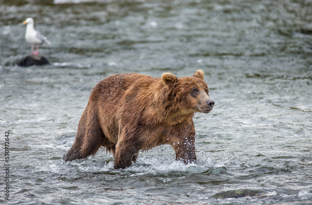 Alaska Peninsula brown bear (Ursus arctos horribilis) is standing in the river. USA. Alaska. Katmai National Park. Alaska Peninsula brown bear (Ursus arctos horribilis) is standing in the river. USA. Alaska. Katmai National Park.