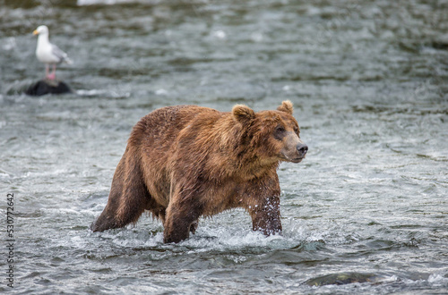 Alaska Peninsula brown bear (Ursus arctos horribilis) is standing in the river. USA. Alaska. Katmai National Park. © gudkovandrey