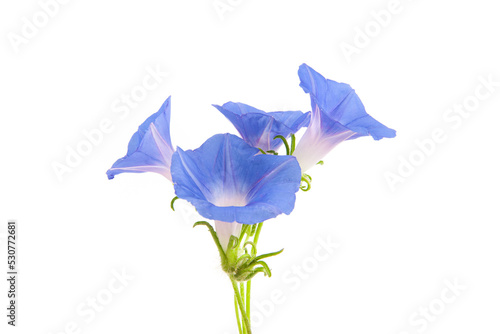 Foto blue morning glory flowers isolated on white background