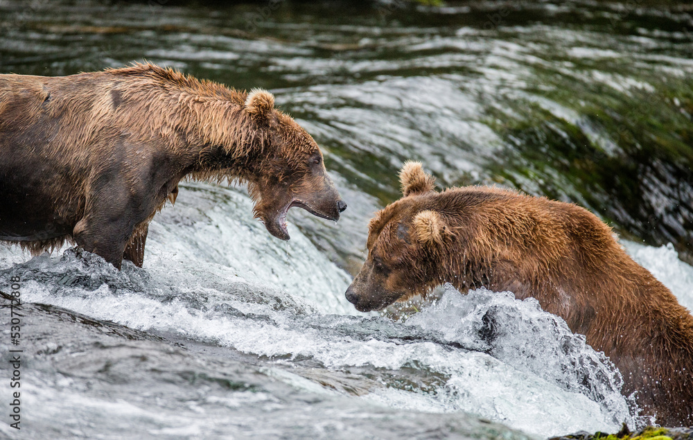Two Alaska Peninsula brown bear (Ursus arctos horribilis) are fighting for a place on the river for fishing. USA. Alaska. Katmai National Park. Two Alaska Peninsula brown bear (Ursus arctos horribilis) are fighting for a place on the river for fishing. USA. Alaska. Katmai National Park.
