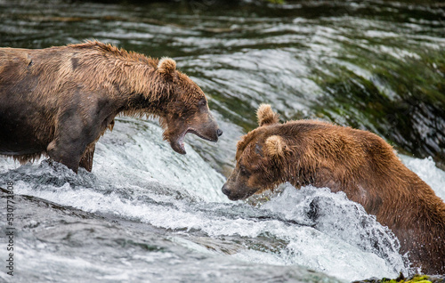 Two Alaska Peninsula brown bear (Ursus arctos horribilis) are fighting for a place on the river for fishing. USA. Alaska. Katmai National Park.