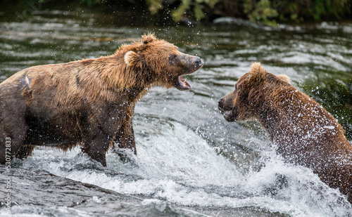 Wallpaper Mural Two Alaska Peninsula brown bears (Ursus arctos horribilis) are fighting for a place on the river for fishing. USA. Alaska. Katmai National Park. Torontodigital.ca
