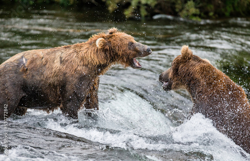 Wallpaper Mural Two Alaska Peninsula brown bears (Ursus arctos horribilis) are fighting for a place on the river for fishing. USA. Alaska. Katmai National Park. Torontodigital.ca