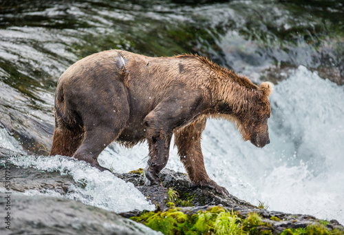 Wallpaper Mural Alaska Peninsula brown bear (Ursus arctos horribilis) is catching salmon in the river. USA. Alaska. Katmai National Park. Torontodigital.ca