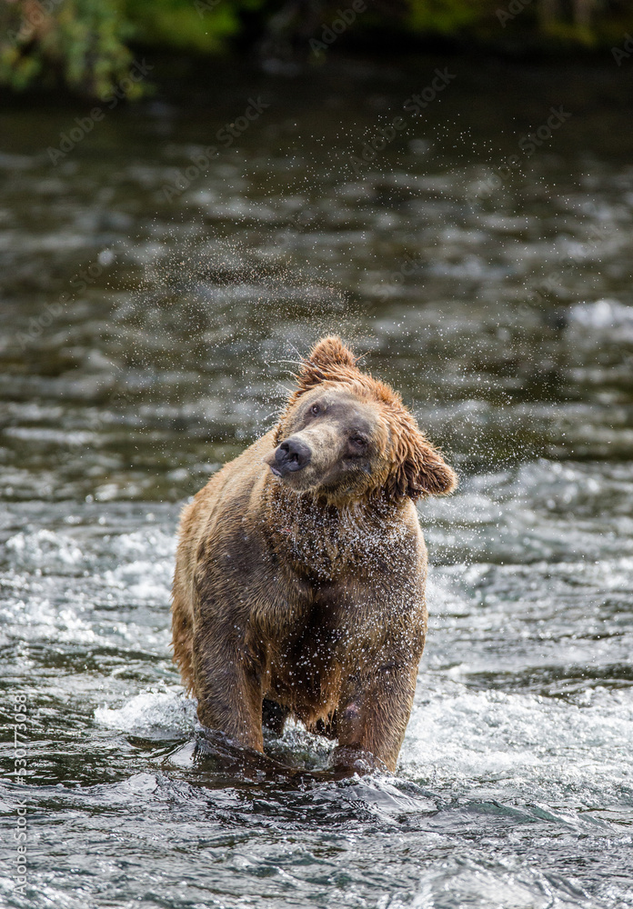 Obraz premium Alaska Peninsula brown bear (Ursus arctos horribilis) is shaking off water surrounded by splashes. USA. Alaska. Katmai National Park.