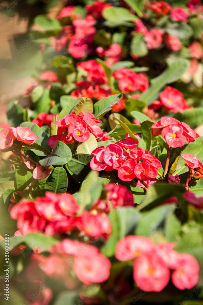 Nature Photography, Plant, Flower and rose. Photo is selective focus with shallow depth of field. Photo taken at Cairo Egypt Nature Photography, Plant, Flower and rose. Photo is selective focus with shallow depth of field. Photo taken at Cairo Egypt