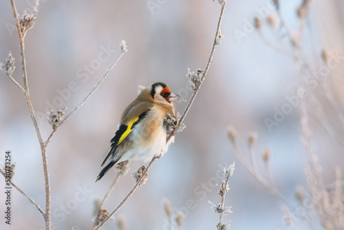 Goldfinch on a tree branch in winter © Marek
