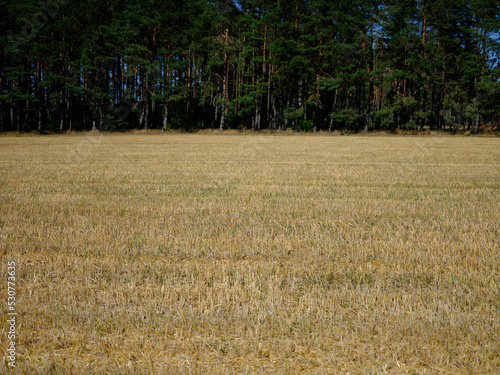 Wallpaper Mural Moved field hay harvest yellow, blue sky, and green forest. Torontodigital.ca