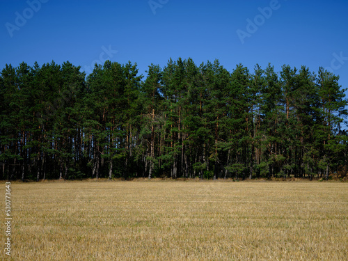 Wallpaper Mural Moved field hay harvest yellow, blue sky, and green forest. Torontodigital.ca