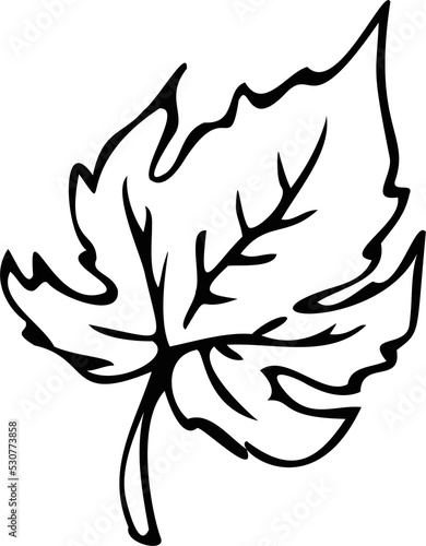 Pumpkin leaf. Hand drawing.
PNG. Vector illustration.