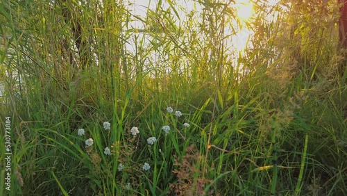 grass and flowers on the seashore