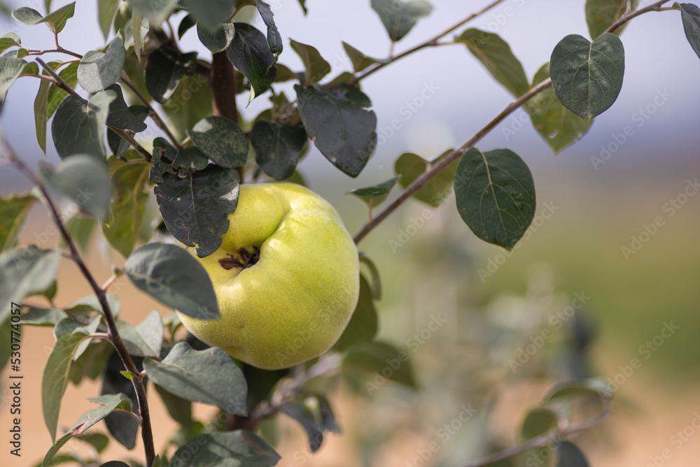 Fresh, bio, sweet and healthy quinces on tree at local farm green background unripe Immature (Cydonia oblonga) orchard selective focus. Fresh, bio, sweet and healthy quinces on tree at local farm green background unripe Immature (Cydonia oblonga) orchard selective focus.