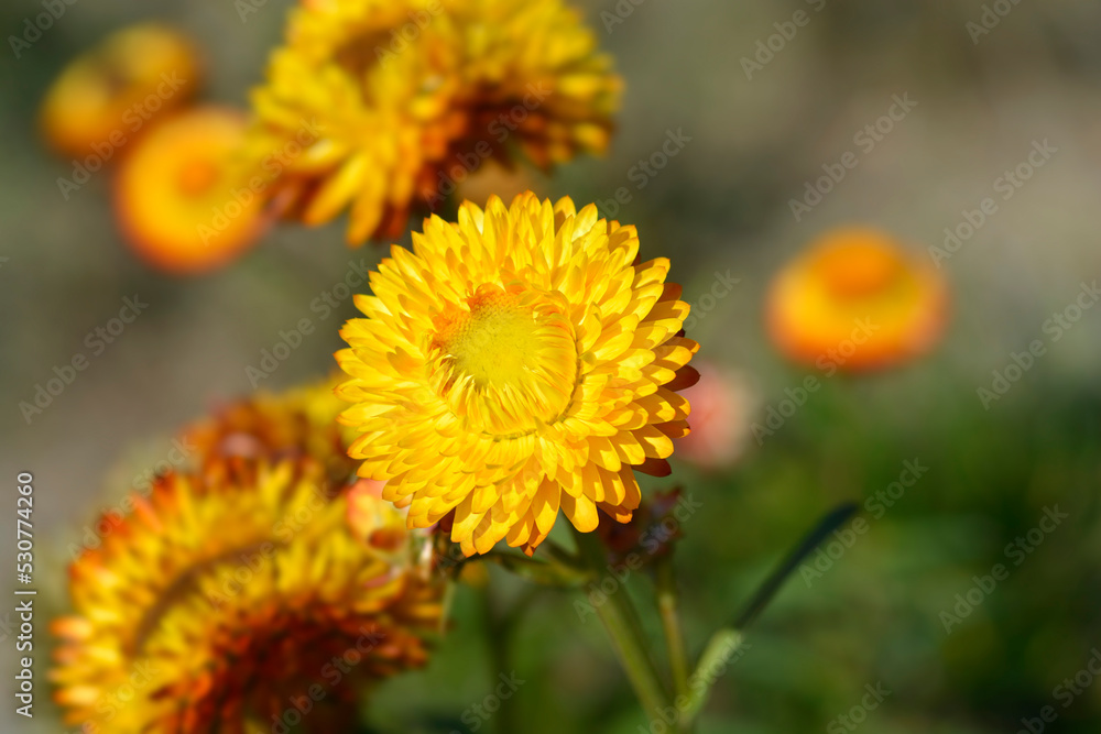 Straw flower Straw flower