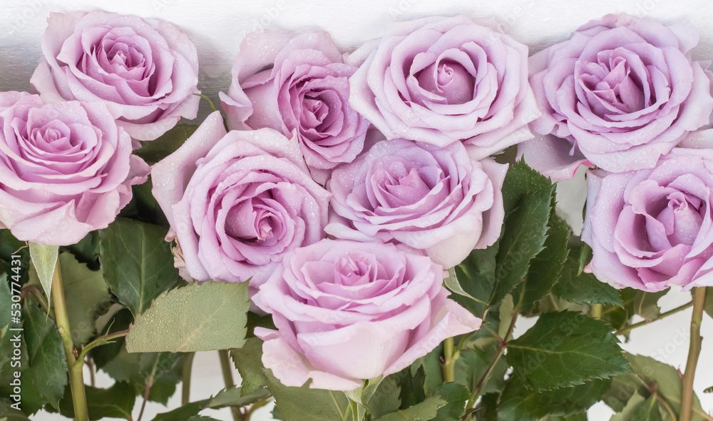 Fototapeta premium delicate purple roses standing in rows as a background