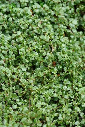 Wallpaper Mural Babys tears Torontodigital.ca