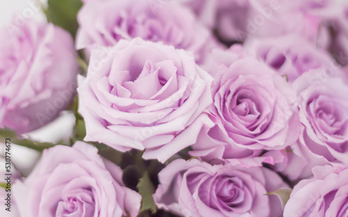 Fototapeta Naklejka Na Ścianę i Meble -  a bouquet of delicate light purple roses as a background. in soft focus