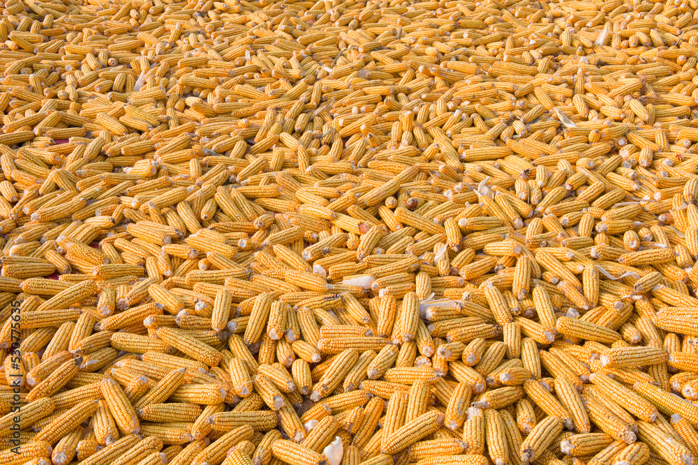 Fototapeta premium golden yellow corn harvested and laid on a farm land