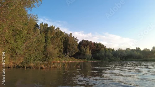 forest on the sea coast