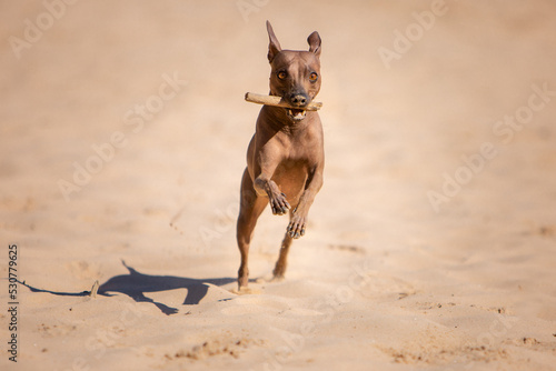 pinscher dog running in sand  © A Photo