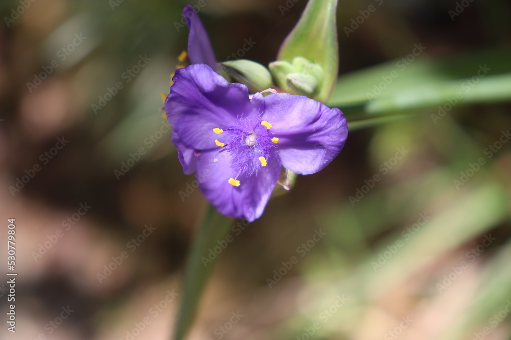 blue iris flower