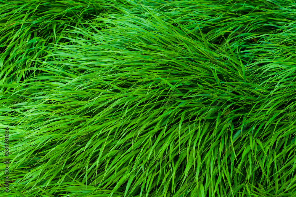 Bright green dense grass close up, colorful plant background. Bright green dense grass close up, colorful plant background.