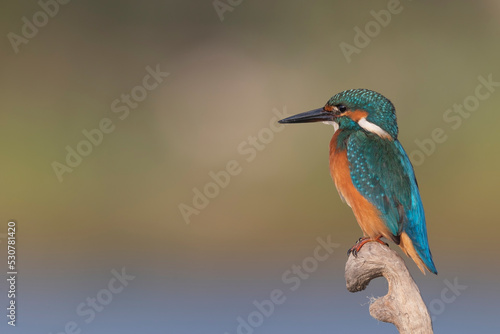 Common kingfisher (Alcedo atthis)