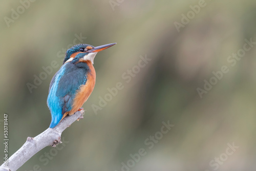 Common kingfisher (Alcedo atthis) © vinx83