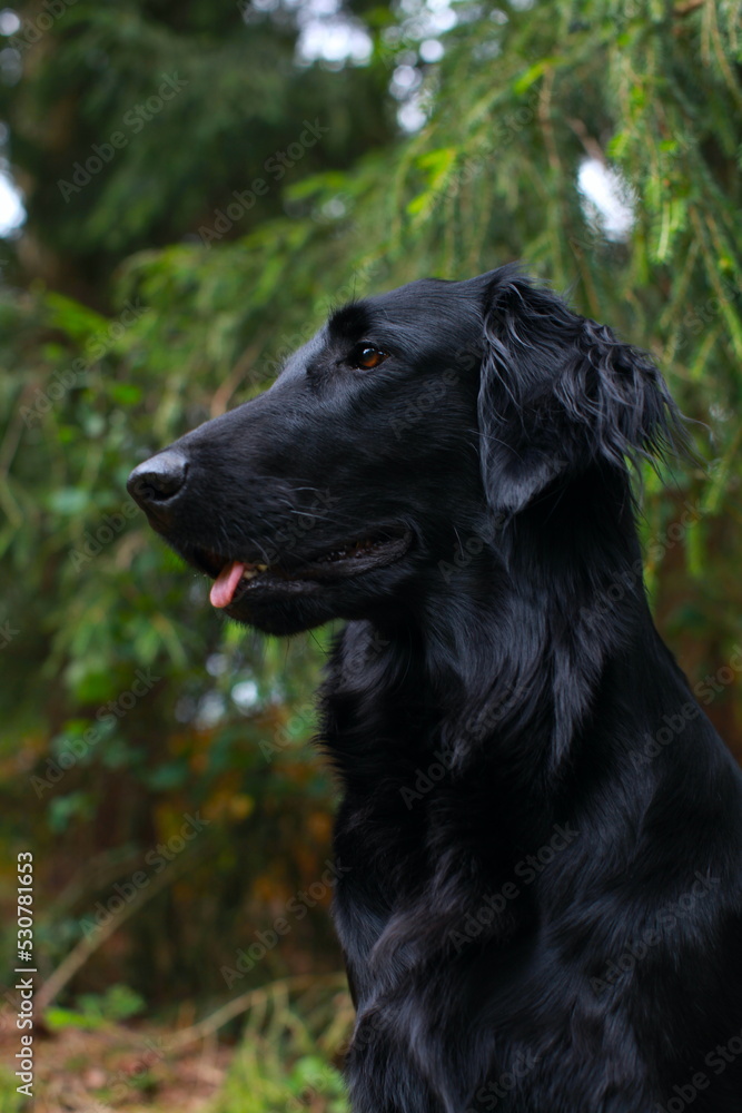 Flat coated retriever dog in the garden