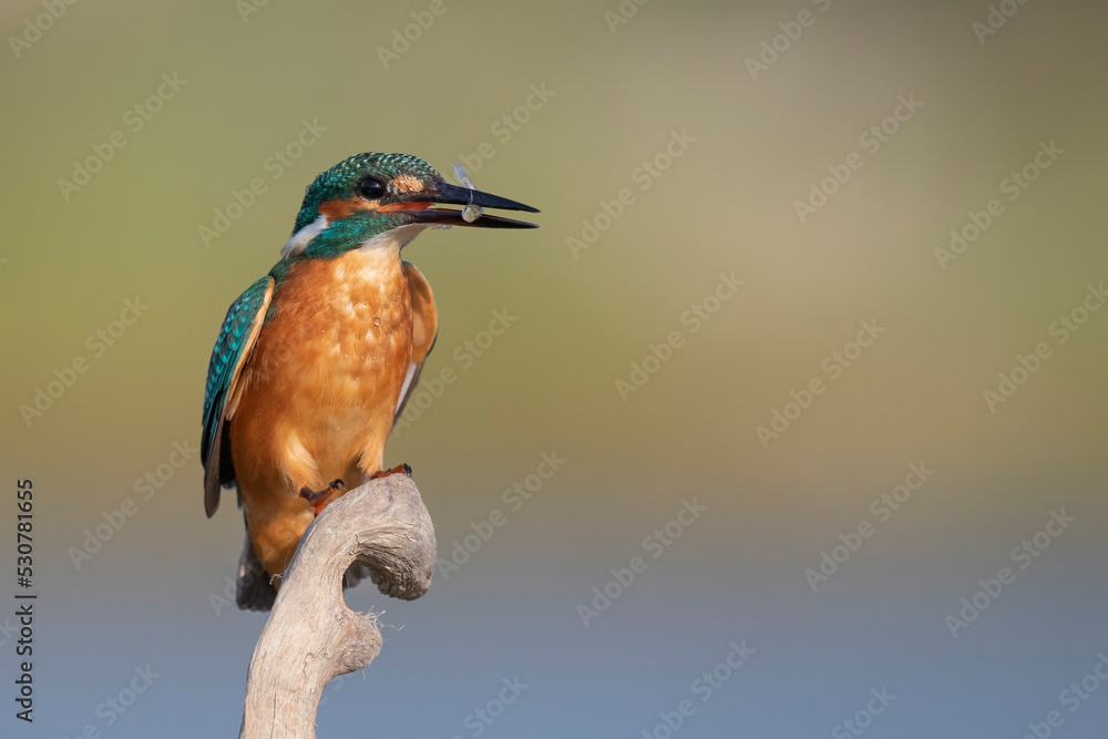 custom made wallpaper toronto digitalCommon kingfisher (Alcedo atthis)